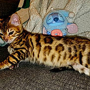 Pancake is registered to the contest to win money with this photo: cat, bengal_cat, pet, animal, feline, striped, spotted, couch, blanket, plush_toy, indoor, relaxed, cozy, fur, whiskers, ears, paw, lying_down, domestic_cat, cute