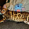 cat, bengal_cat, pet, animal, feline, striped, spotted, couch, blanket, plush_toy, indoor, relaxed, cozy, fur, whiskers, ears, paw, lying_down, domestic_cat, cute