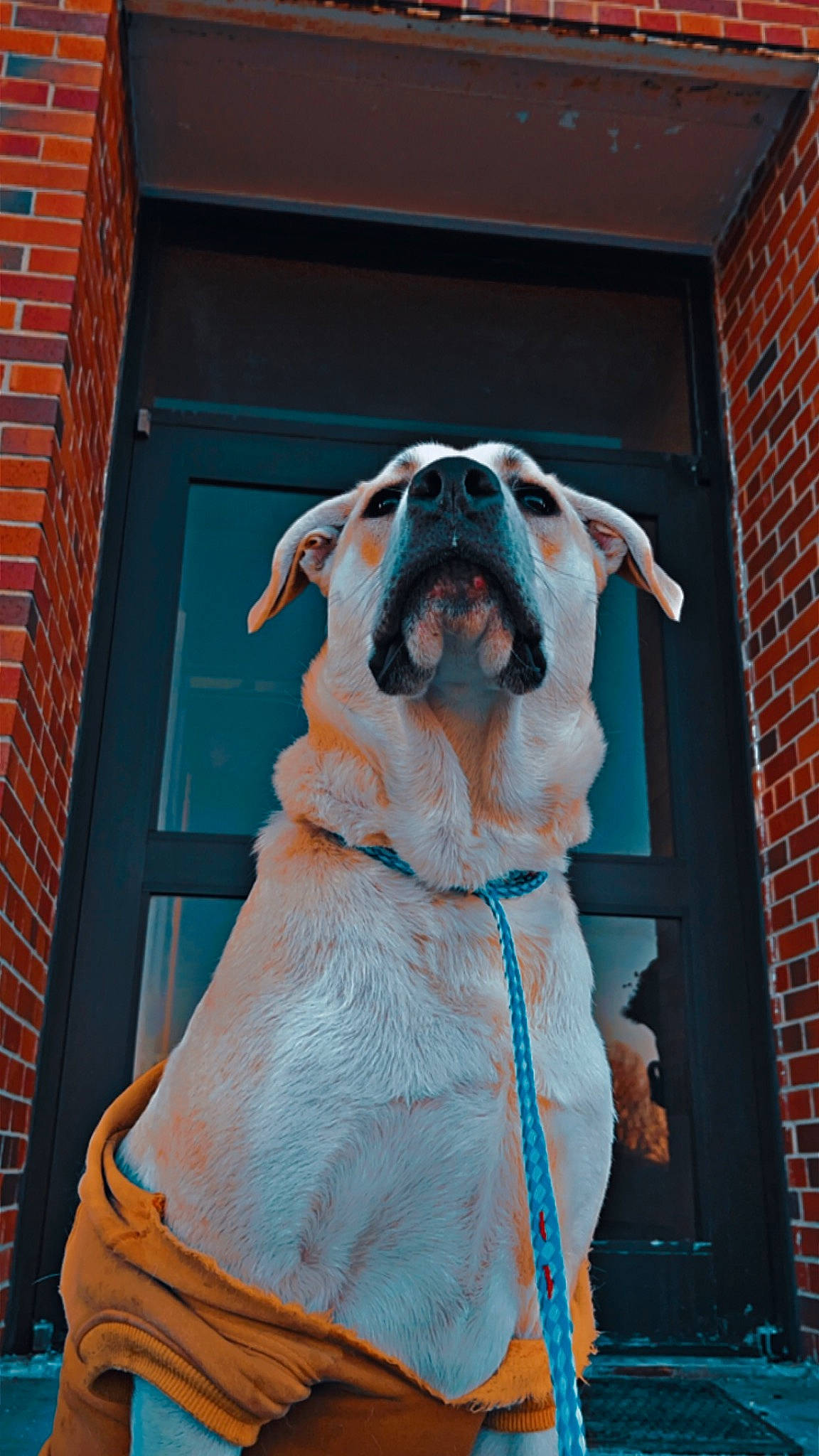 Auggie is registered to the contest to win money with this photo: art, brick, brickwork, canidae, companion_dog, costume, dress, event, facade, fawn, fictional_character, fur, fur_clothing, monument, peach, sculpture, sporting_group, tradition, visual_arts, window