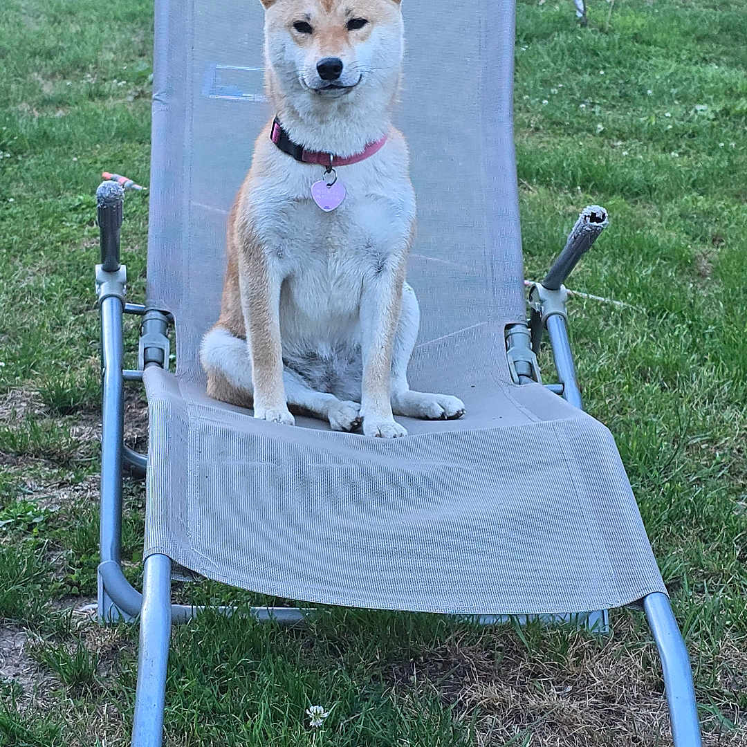 Joy participe au concours pour gagner de l'argent avec cette photo : animal, backyard, canine, collar, daytime, dog, fur, garden, grass, greenery, leisure, lounge_chair, nature, outdoor, park, pet, relaxation, shiba_inu, sitting, summer