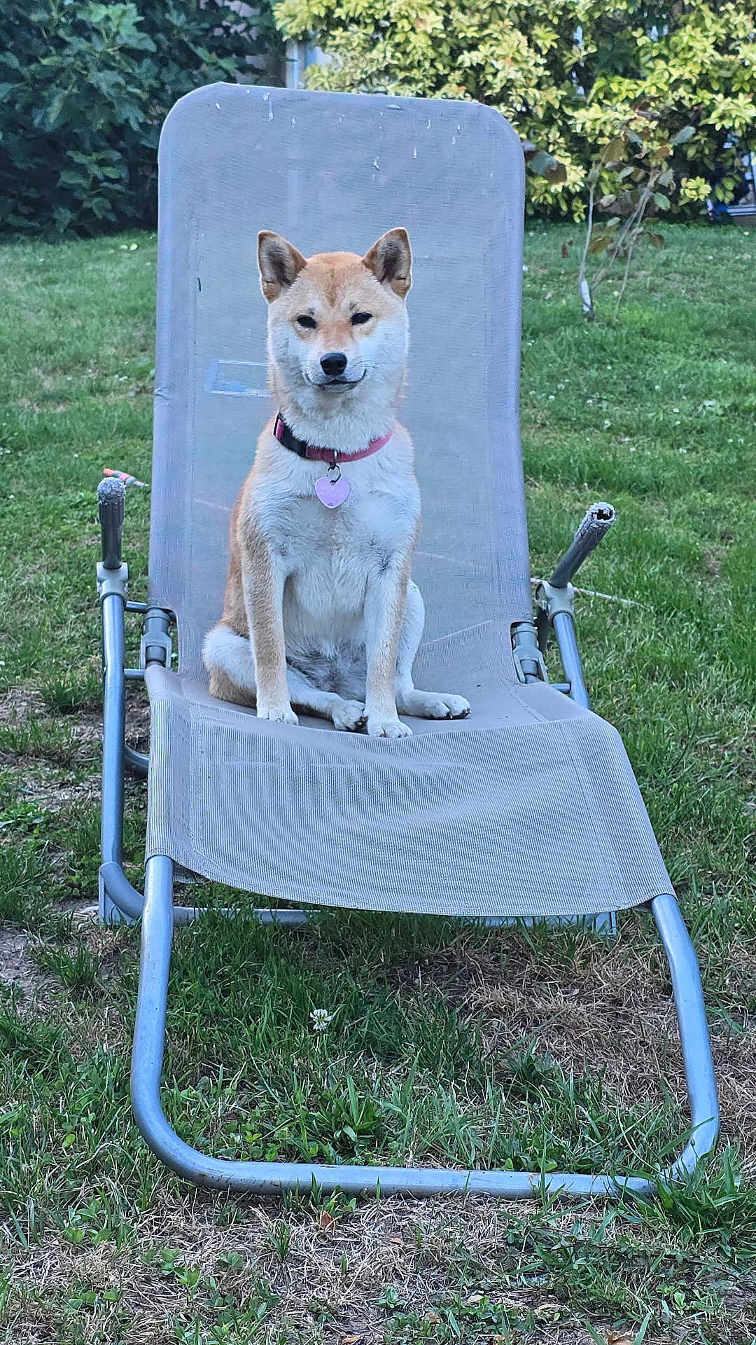 Joy participe au concours pour gagner de l'argent avec cette photo : animal, backyard, canine, collar, daytime, dog, fur, garden, grass, greenery, leisure, lounge_chair, nature, outdoor, park, pet, relaxation, shiba_inu, sitting, summer