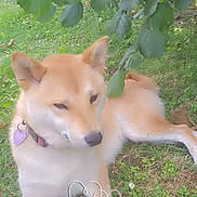 Joy a rejoint le concours — aidez-le/la à gagner de superbes lots ! animal, canine, collar, cute, dog, fur, grass, greenery, leaves, lying_down, mammal, nature, outdoor, peaceful, pet, relaxed, shiba_inu, summer, sunlight, tree