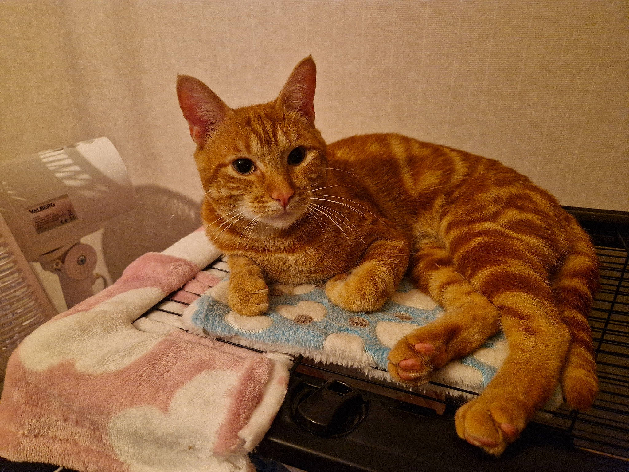 Léo a rejoint le concours — aidez-le/la à gagner de superbes lots ! carnivore, cat, claw, comfort, domestic_short_haired_cat, fawn, felidae, fur, paw, pet_supply, sitting, small_to_medium_sized_cats, snout, tail, terrestrial_animal, whiskers, wood