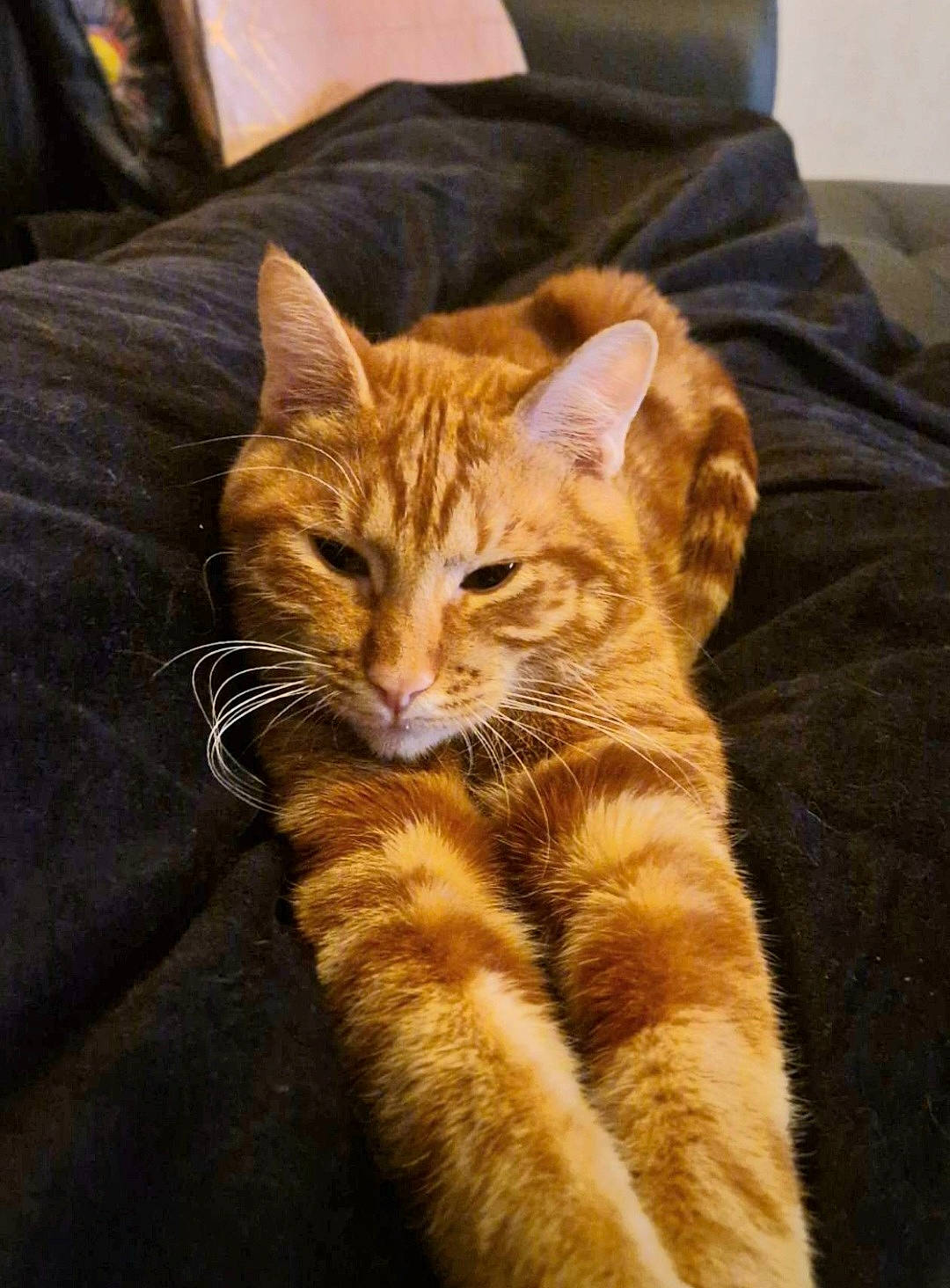 Léo participe au concours pour gagner de l'argent avec cette photo : carnivore, cat, claw, comfort, domestic_short_haired_cat, eye, fawn, felidae, fur, head, human_leg, paw, sitting, small_to_medium_sized_cats, snout, tail, terrestrial_animal, tree, whiskers, wood