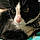 Lord Piffington
