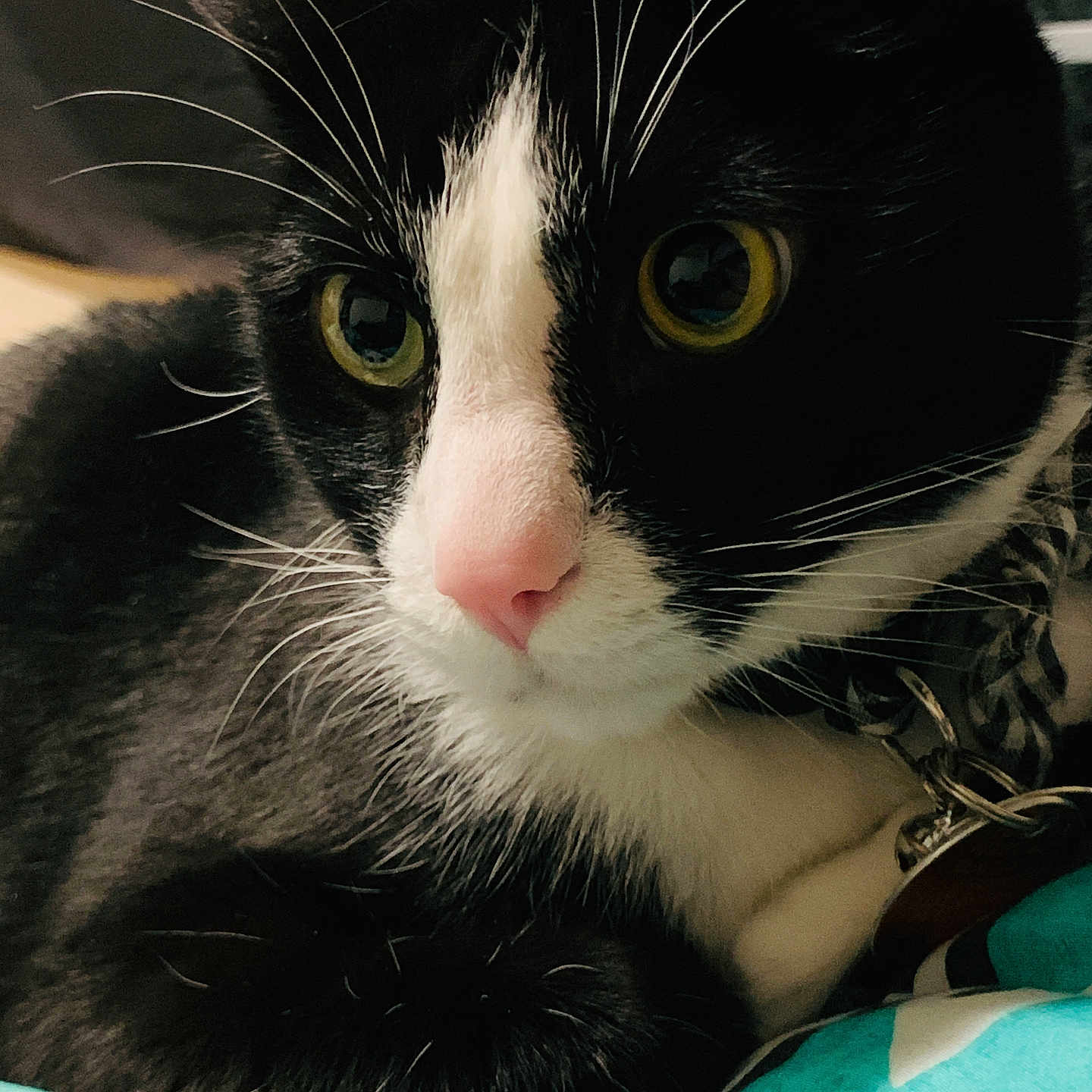 Lord Piffington