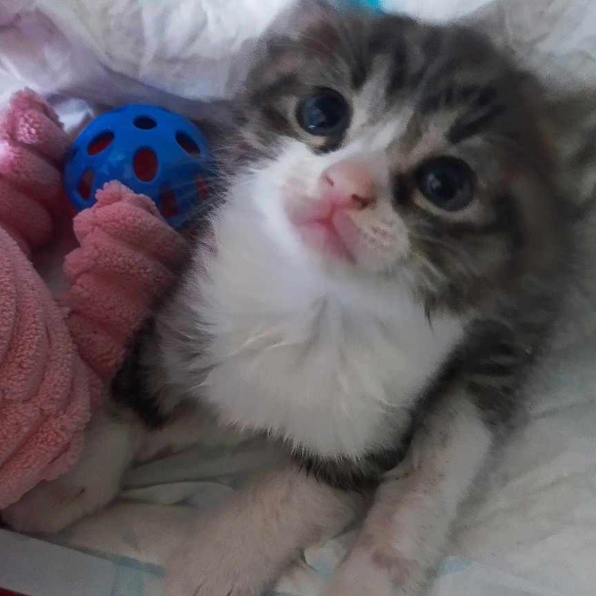 Arlo participe au concours pour gagner de l'argent avec cette photo : abyssinian, animal, bed, blanket, cat, couch, cushion, furniture, homedecor, indoors, kitten, laundry, manx, person, pet, plush, quilt, siamese, sleeping, toy