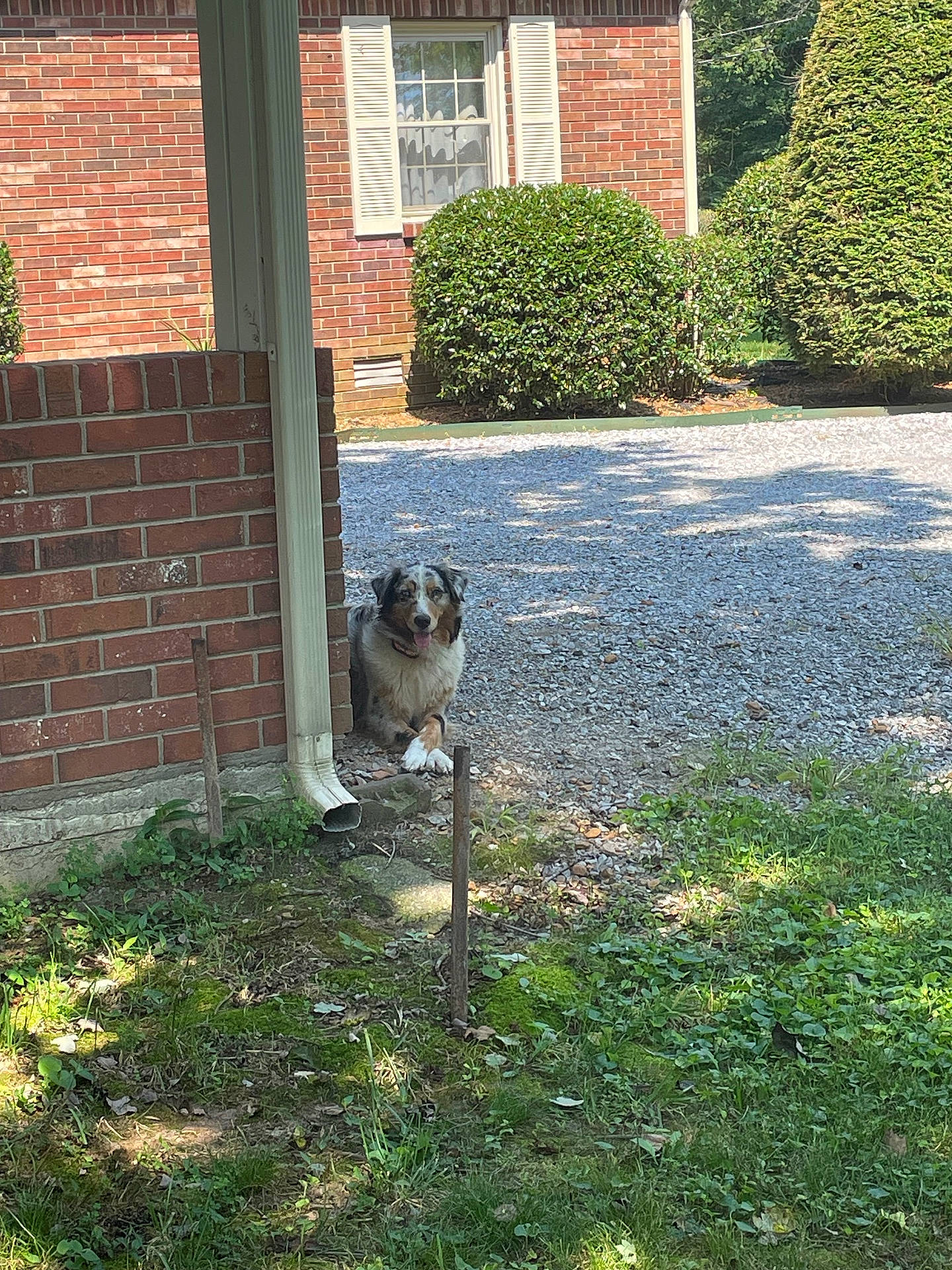 Luna is registered to the contest to win money with this photo: architecture, backyard, brick, building, fence, grass, herbal, herbs, nature, outdoors, path, plant, pottedplant, rock, shelter, slate, soil, tree, vegetation, yard