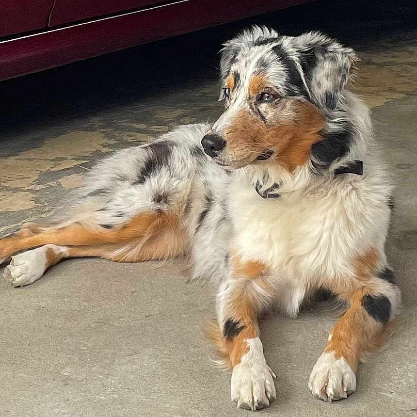 Luna is registered to the contest to win money with this photo: accessories, animal, ball, canine, cockerspaniel, collie, dog, football, hound, machine, pet, puppy, racket, soccer, soccerball, spoke, sport, strap, tennis, tennisracket
