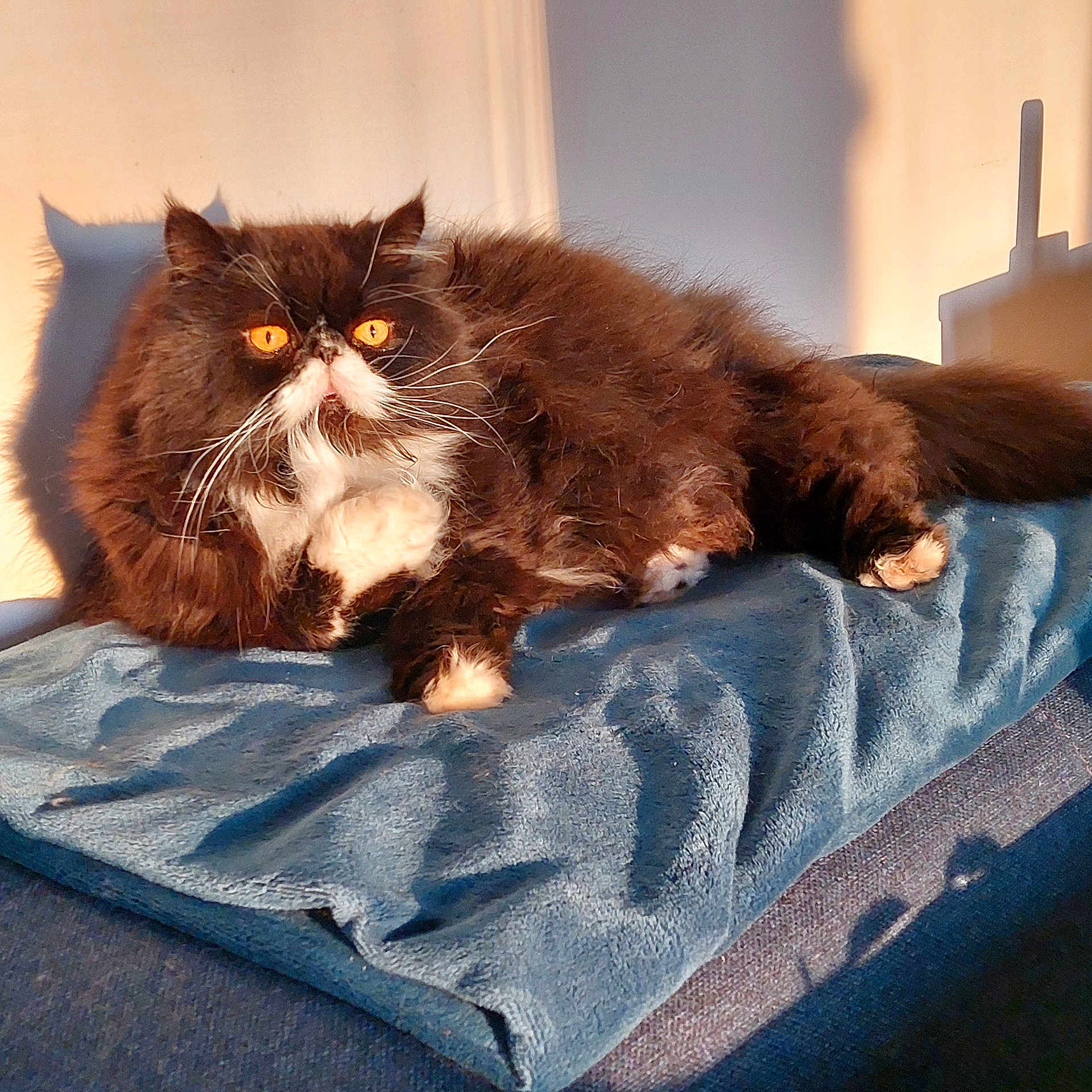 Ibulle participe au concours pour gagner de l'argent avec cette photo : animal, black_and_white, blanket, cat, cozy, cute, feline, fluffy, fur, home, indoor, orange_eyes, paw, pet, portrait, relaxed, resting, shadow, sunlight, whiskers