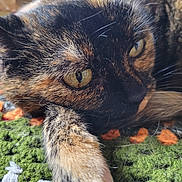 Véra a rejoint le concours — aidez-le/la à gagner de superbes lots ! cat, tortoiseshell, close_up, paw, eye, whiskers, fur, pet, indoor, crocheted_blanket, colorful, texture, resting, animal, feline, relaxed, soft, cute, cozy, lying_down