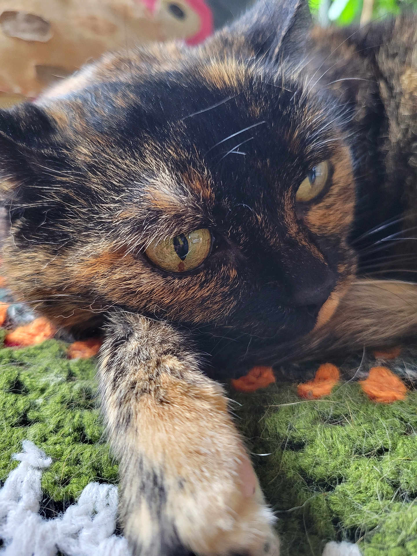 Véra a rejoint le concours — aidez-le/la à gagner de superbes lots ! cat, tortoiseshell, close_up, paw, eye, whiskers, fur, pet, indoor, crocheted_blanket, colorful, texture, resting, animal, feline, relaxed, soft, cute, cozy, lying_down
