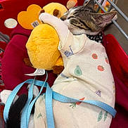Gizmo joined the competition — help win amazing prizes! animal, blue_leash, cat, close_up, clothing, comfort, cozy, cute, fabric, indoor, kitten, patterned_outfit, pet, plush_toy, red_cart, resting, shopping_cart, sleeping, snuggling, toy