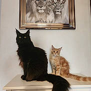 Kaí a rejoint le concours — aidez-le/la à gagner de superbes lots ! cat, black_cat, orange_cat, feline, pets, dressed_up, painting, lion, flower_crown, portrait, dresser, indoor, animal, fur, whiskers, eyes, tail, domestic, wall, furniture