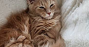 Kaí participe au concours pour gagner de l'argent avec cette photo : cat, orange_tabby, fluffy, sleepy, cozy, blanket, soft, fur, pet, animal, cute, relaxed, indoors, resting, whiskers, ears, paws, cuddly, comfort, nap