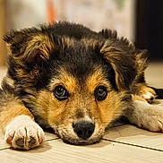 Alba participe au concours pour gagner de l'argent avec cette photo : puppy, dog, lying_down, floor, wooden_floor, fur, ears, eyes, cute, pet, animal, indoor, close_up, portrait, young_dog, adorable, canine, looking, resting, fluffy
