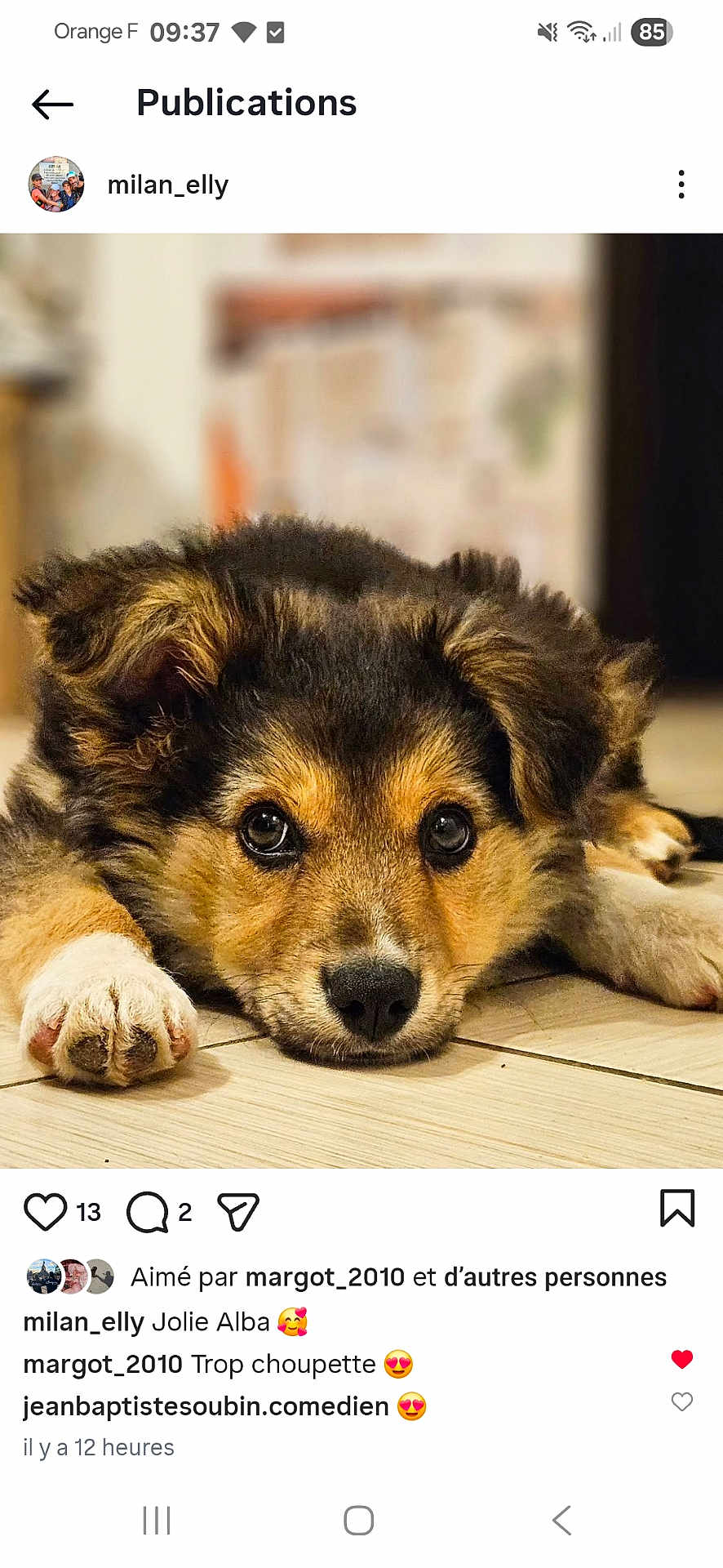 Alba participe au concours pour gagner de l'argent avec cette photo : puppy, dog, lying_down, floor, wooden_floor, fur, ears, eyes, cute, pet, animal, indoor, close_up, portrait, young_dog, adorable, canine, looking, resting, fluffy