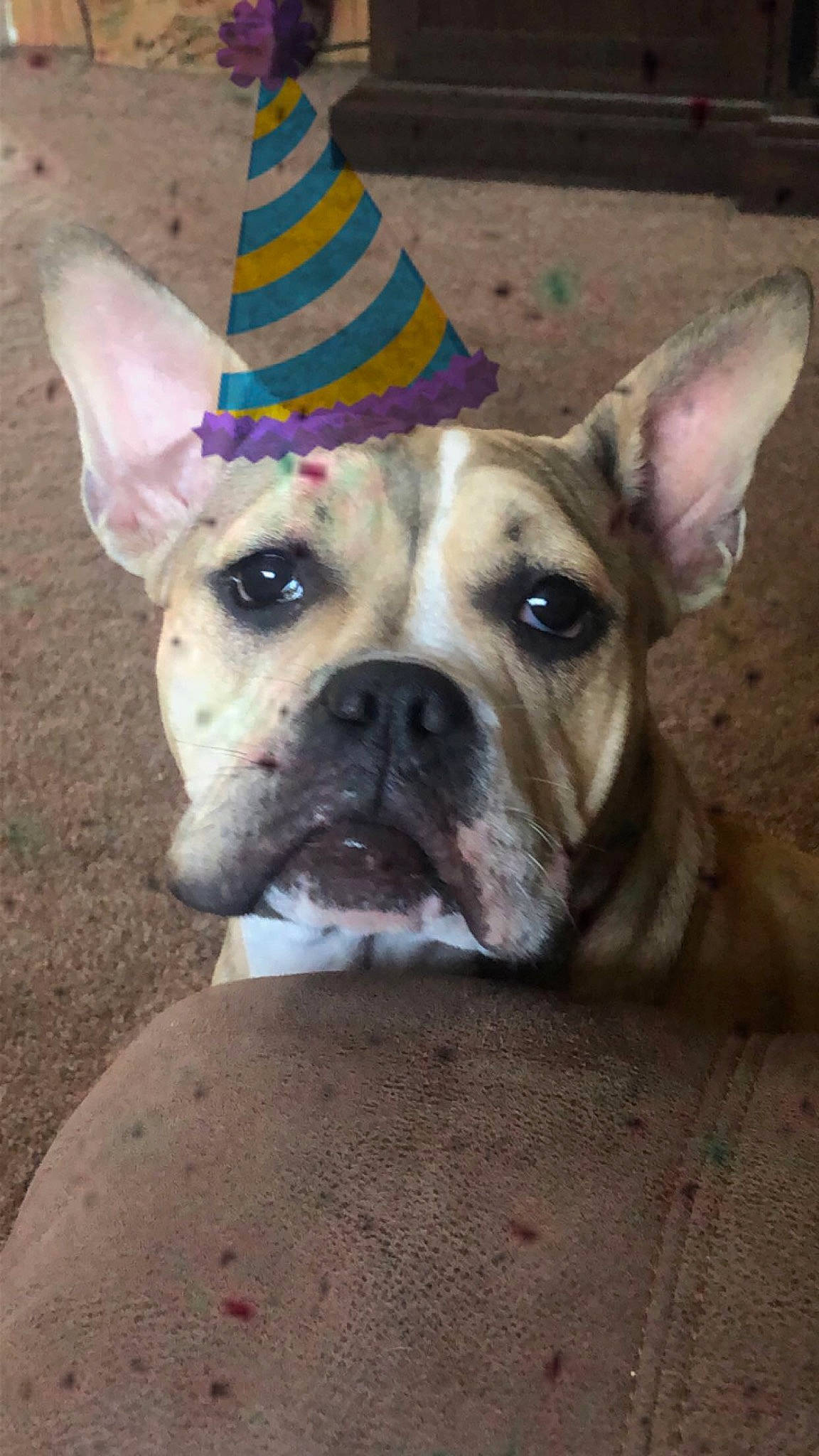 Lou Lou joined the competition — help win amazing prizes! bulldog, canidae, carnivore, collar, companion_dog, dog, dog_breed, dog_collar, fawn, molosser, non_sporting_group, puppy, snout, sporting_group, whiskers, working_animal, working_dog, wrinkle