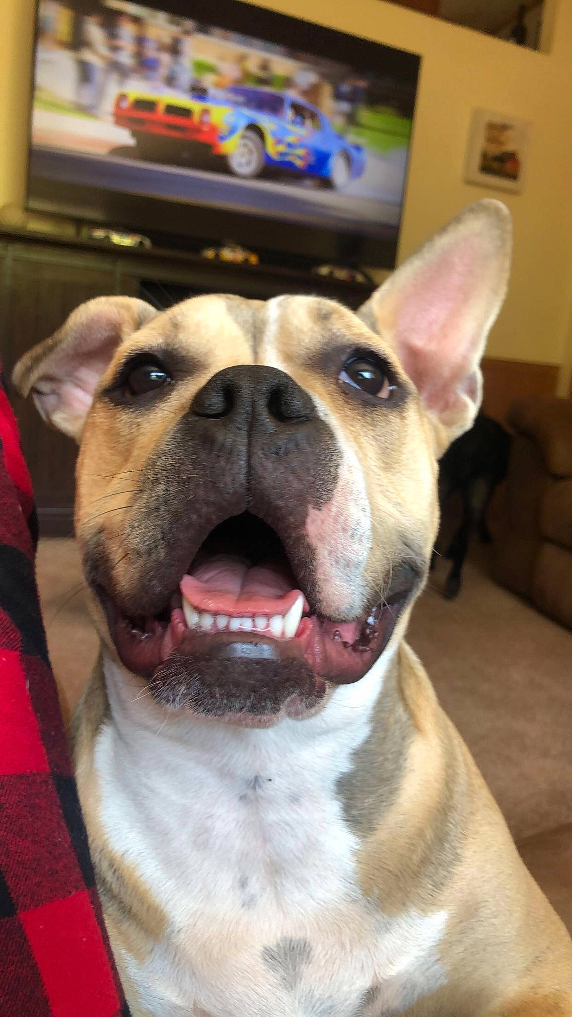 Lou Lou is registered to the contest to win money with this photo: canidae, carnivore, collar, companion_dog, dog, dog_breed, dog_collar, ear, fang, fawn, fur, head, jaw, molosser, pet_supply, snout, sporting_group, vehicle_door, whiskers, working_animal