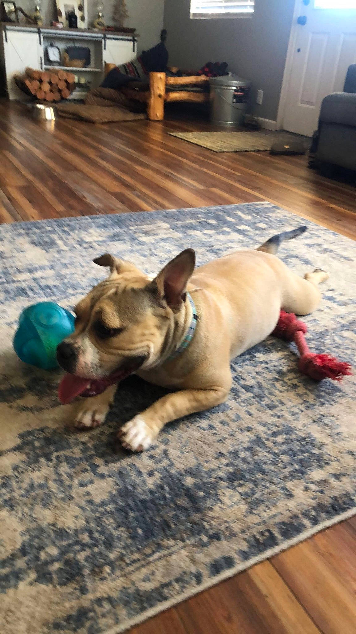 Lou Lou joined the competition — help win amazing prizes! cabinetry, carnivore, chest_of_drawers, comfort, companion_dog, dog, dog_breed, drawer, fawn, floor, flooring, hardwood, refrigerator, snout, tail, television, toy_dog, wood, wood_flooring, working_animal