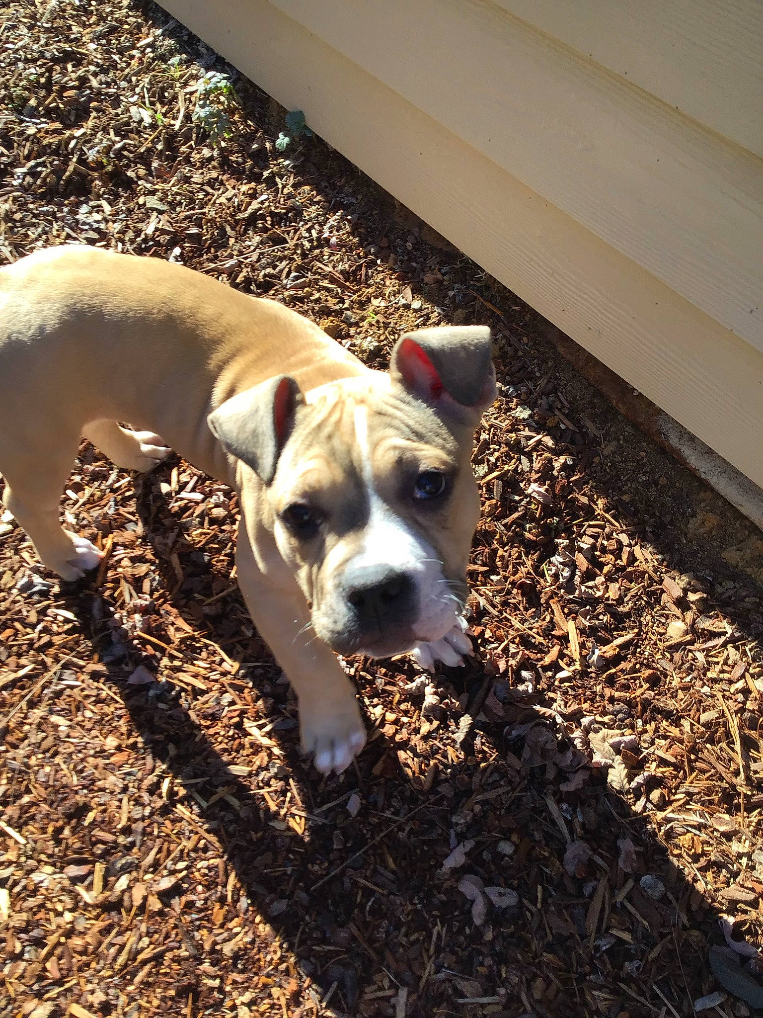 Lou Lou is registered to the contest to win money with this photo: carnivore, collar, companion_dog, dog, dog_breed, dog_collar, dog_supply, fawn, flooring, grass, non_sporting_group, pet_supply, shadow, soil, tail, tints_and_shades, wood, working_animal, working_dog