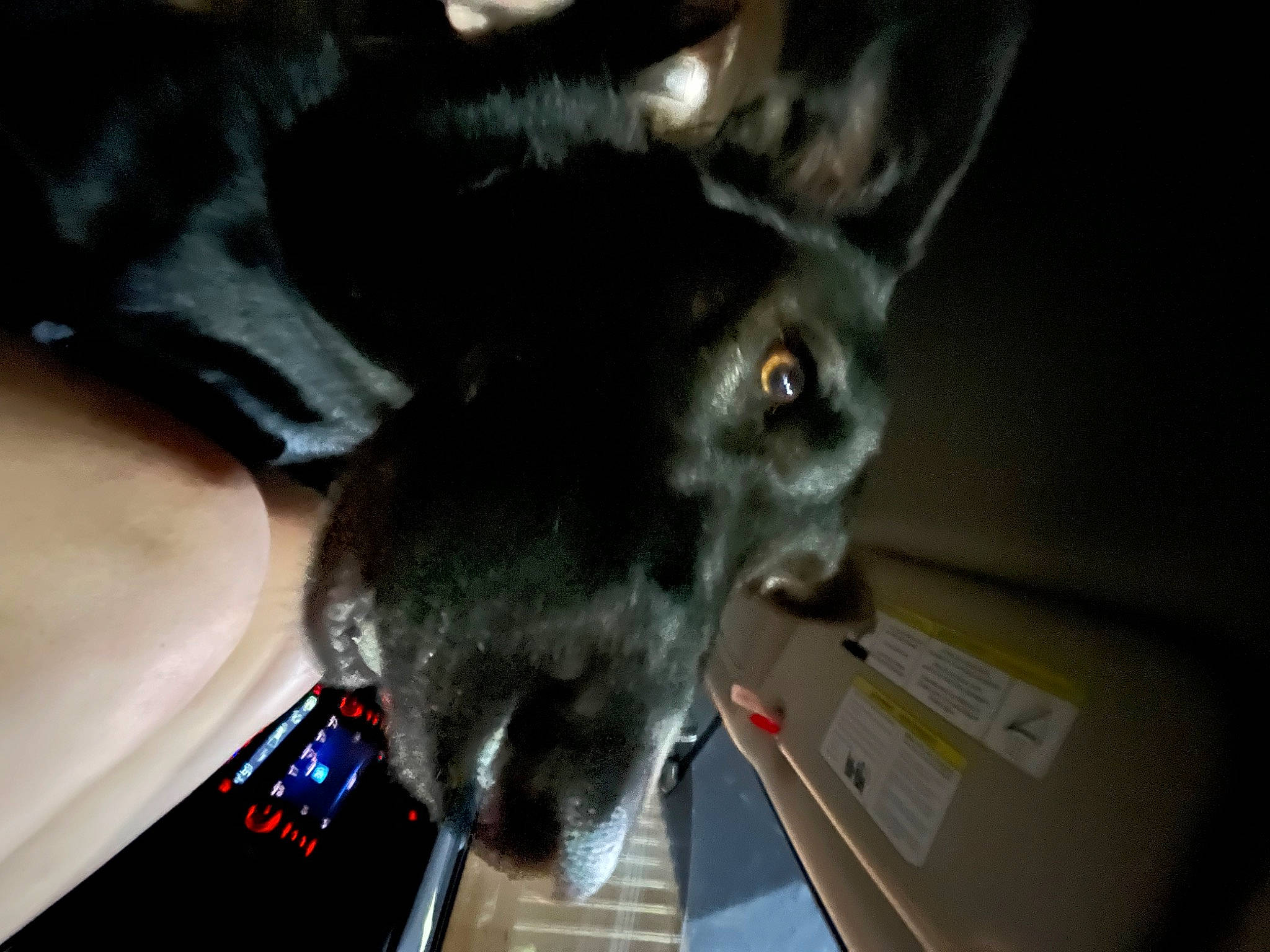 Sheeba is registered to the contest to win money with this photo: black_cat, canidae, carnivore, claw, companion_dog, dog_breed, domestic_short_haired_cat, ear, felidae, fur, gesture, paw, russian_blue, small_to_medium_sized_cats, snout, sporting_group, tail, toy_dog, whiskers, working_animal