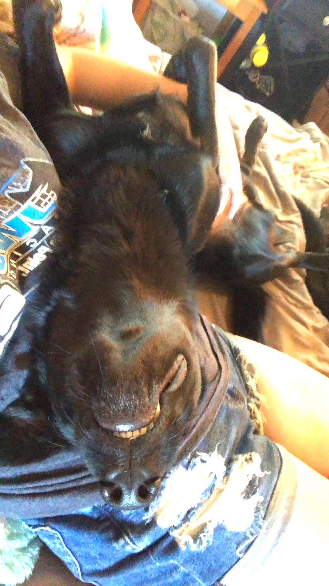 Sheeba is registered to the contest to win money with this photo: artifact, canidae, carnivore, companion_dog, dog_breed, felidae, flesh, fur, guard_dog, liver, metal, small_to_medium_sized_cats, sporting_group, terrestrial_animal, whiskers, working_animal