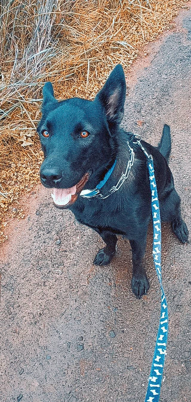 Sheeba is registered to the contest to win money with this photo: art, canidae, carnivore, collar, companion_dog, dog, dog_breed, dog_collar, dog_supply, electric_blue, fashion_accessory, herding_dog, non_sporting_group, pet_supply, road_surface, snout, sporting_group, tail, working_animal, working_dog