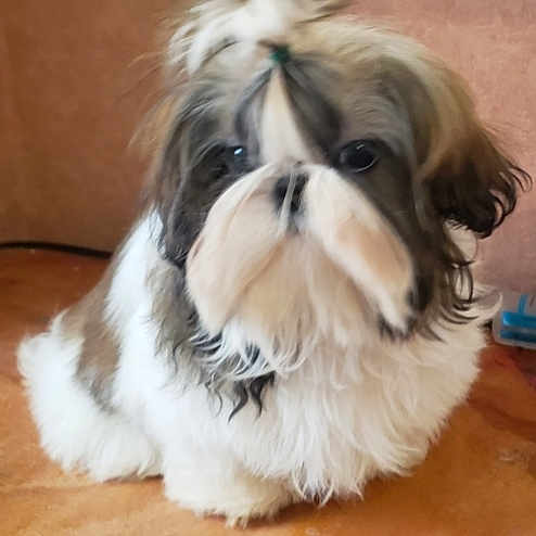 Tchova