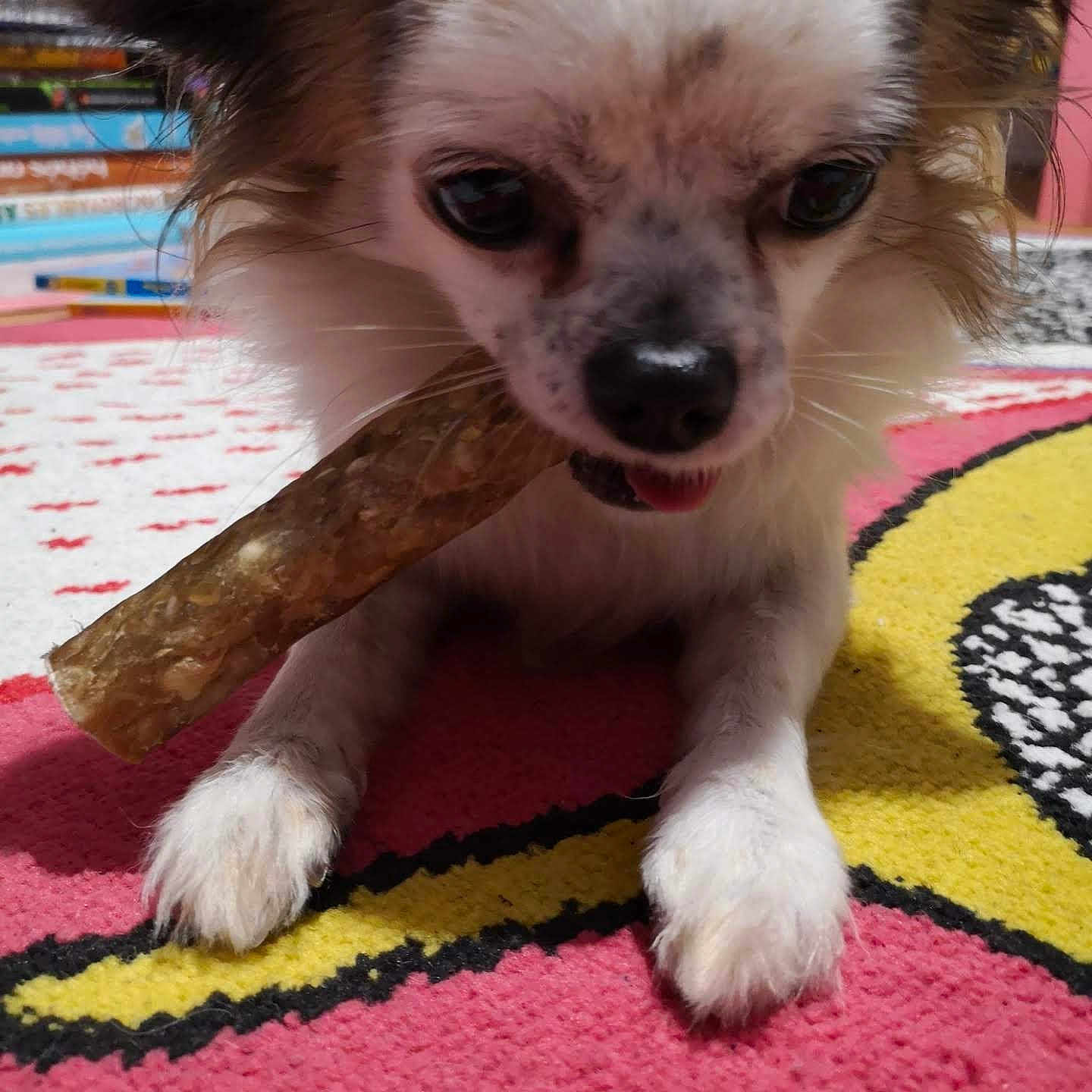 Choula