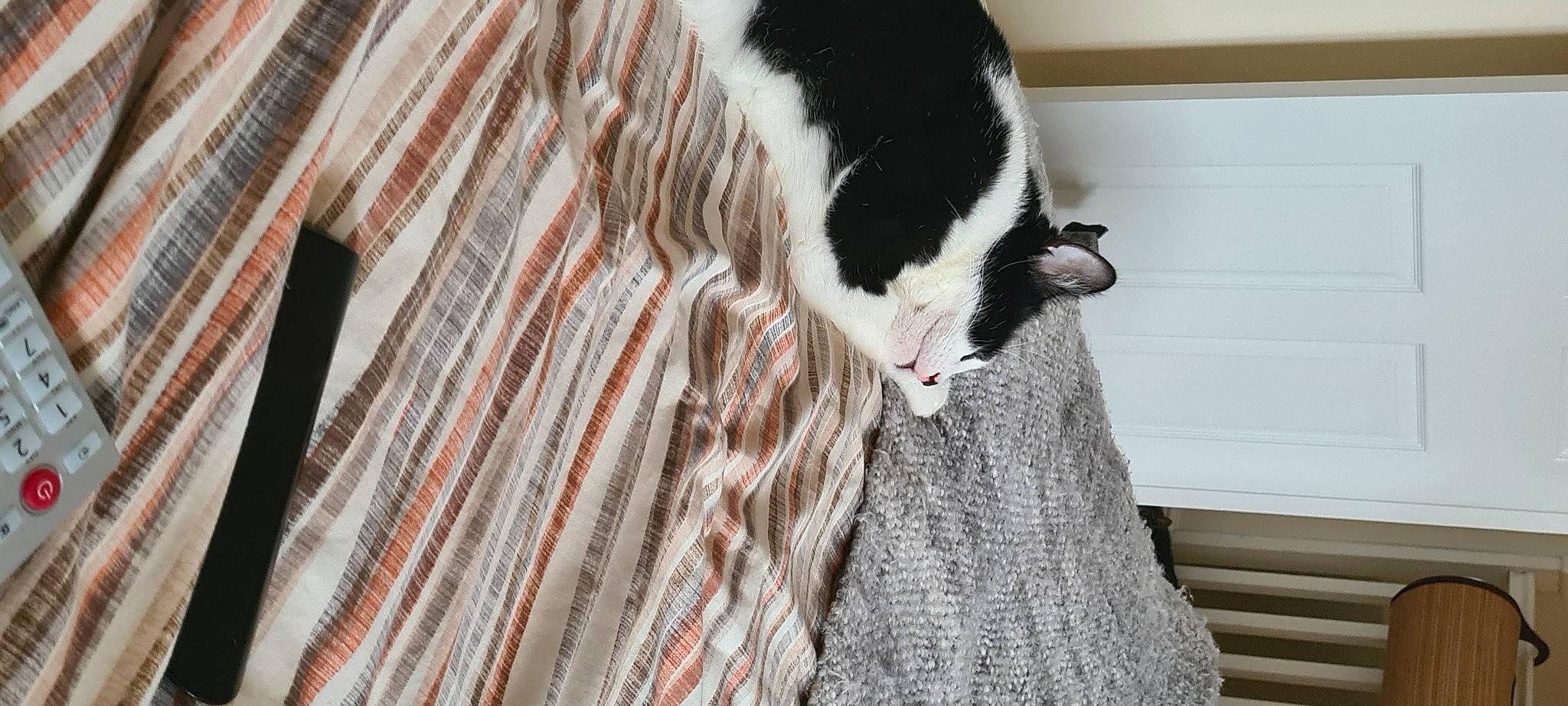 Thomas is registered to the contest to win money with this photo: canidae, carnivore, cat, claw, comfort, domestic_short_haired_cat, felidae, fur, linens, pattern, paw, small_to_medium_sized_cats, snout, sporting_group, tail, terrestrial_animal, textile, tree, whiskers, wood