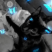 Raven is registered to the contest to win money with this photo: animal, bed, black_cat, blanket, blue_butterflies, butterflies, cat, close_up, cozy, cushion, ears, eyes, feline, fur, indoor, pet, relaxed, resting, soft_toys, whiskers