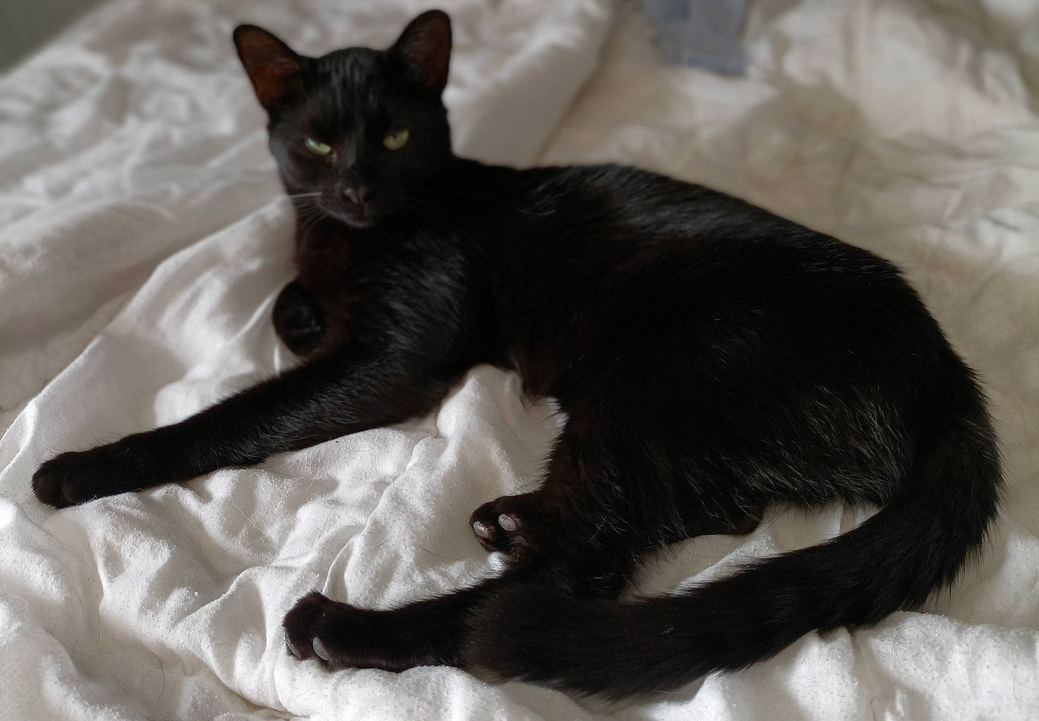 Baghera participe au concours pour gagner de l'argent avec cette photo : black_cat, bombay, carnivore, cat, claw, comfort, domestic_short_haired_cat, felidae, fur, havana_brown, linens, paw, small_to_medium_sized_cats, tail, terrestrial_animal, whiskers