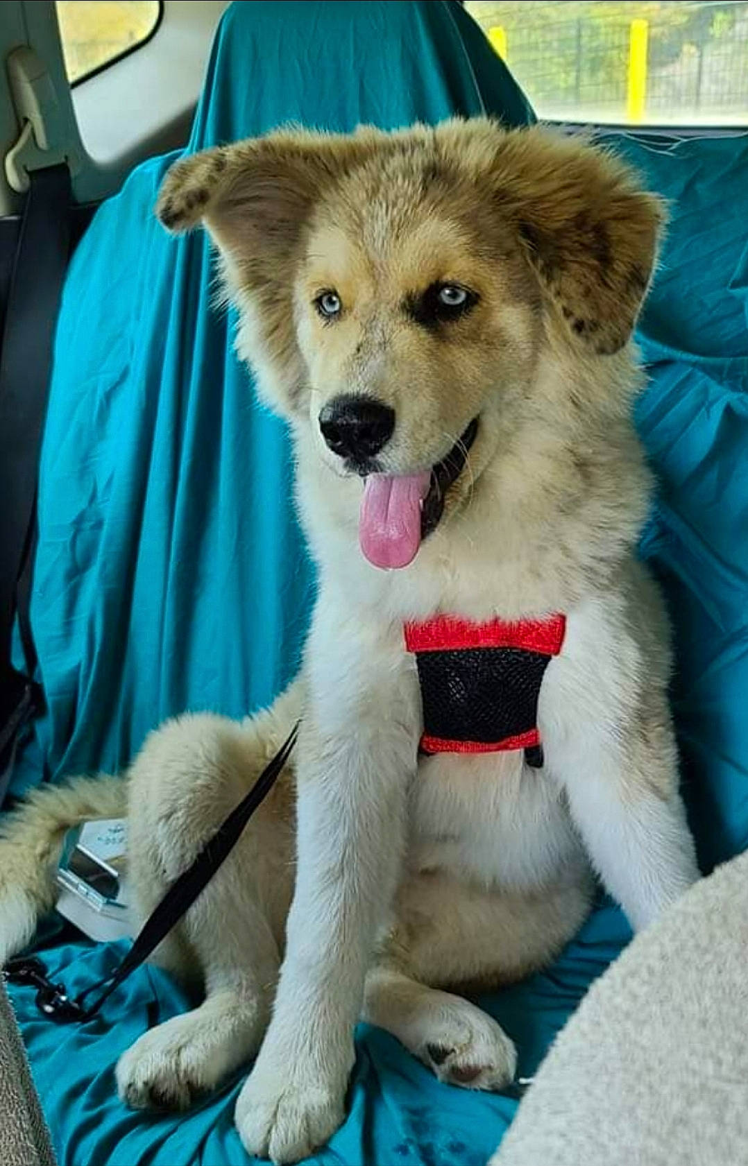 Riot joined the competition — help win amazing prizes! ancient_dog_breeds, blue, canidae, carnivore, collar, companion_dog, dog, dog_breed, dog_supply, fang, fawn, fur, leash, paw, snout, sporting_group, tail, whiskers, wildlife, working_dog