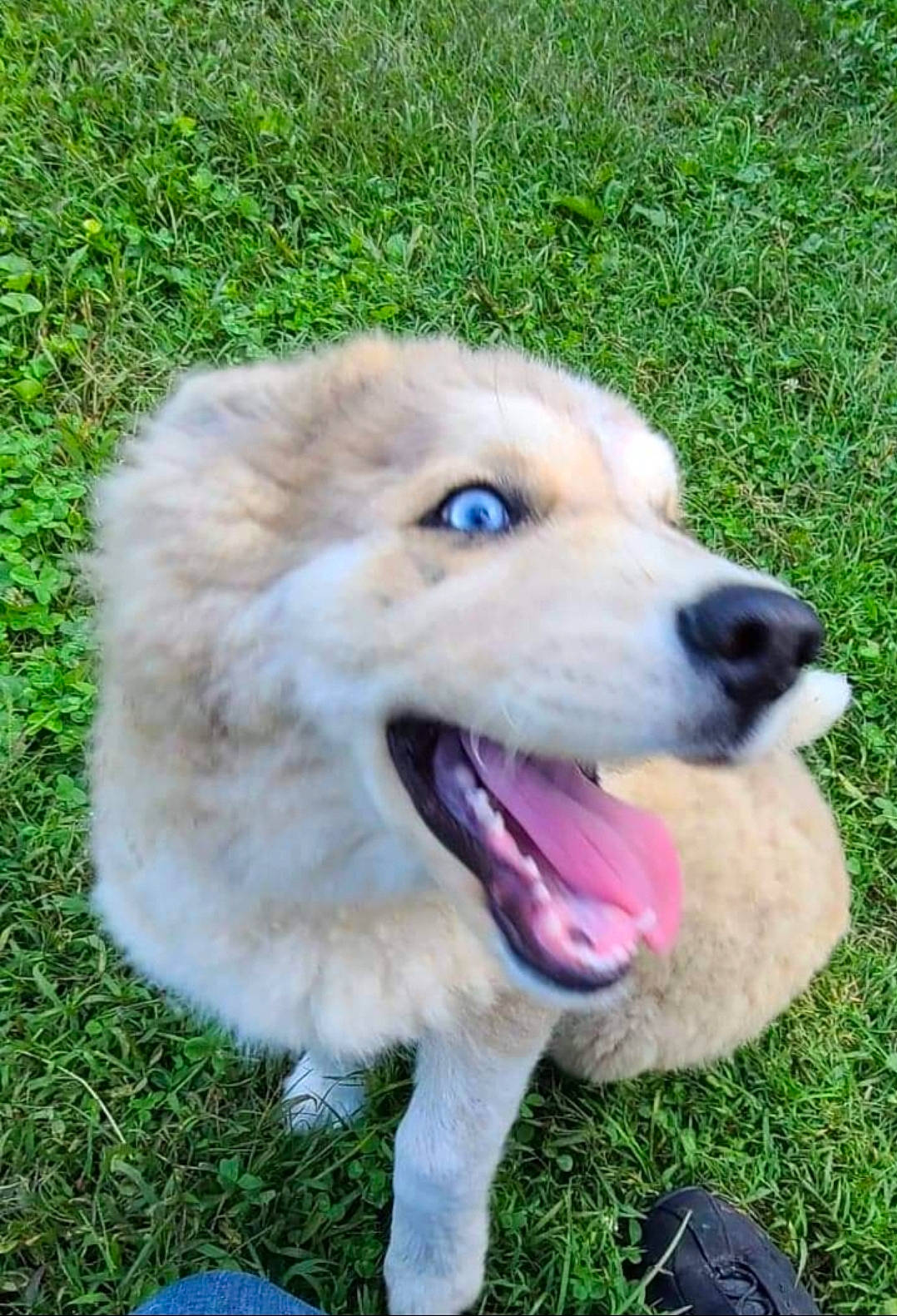 Riot is registered to the contest to win money with this photo: ancient_dog_breeds, biting, canidae, carnivore, companion_dog, dog, dog_breed, fang, fawn, fur, grass, non_sporting_group, plant, puppy, terrestrial_animal, whiskers, working_animal, working_dog