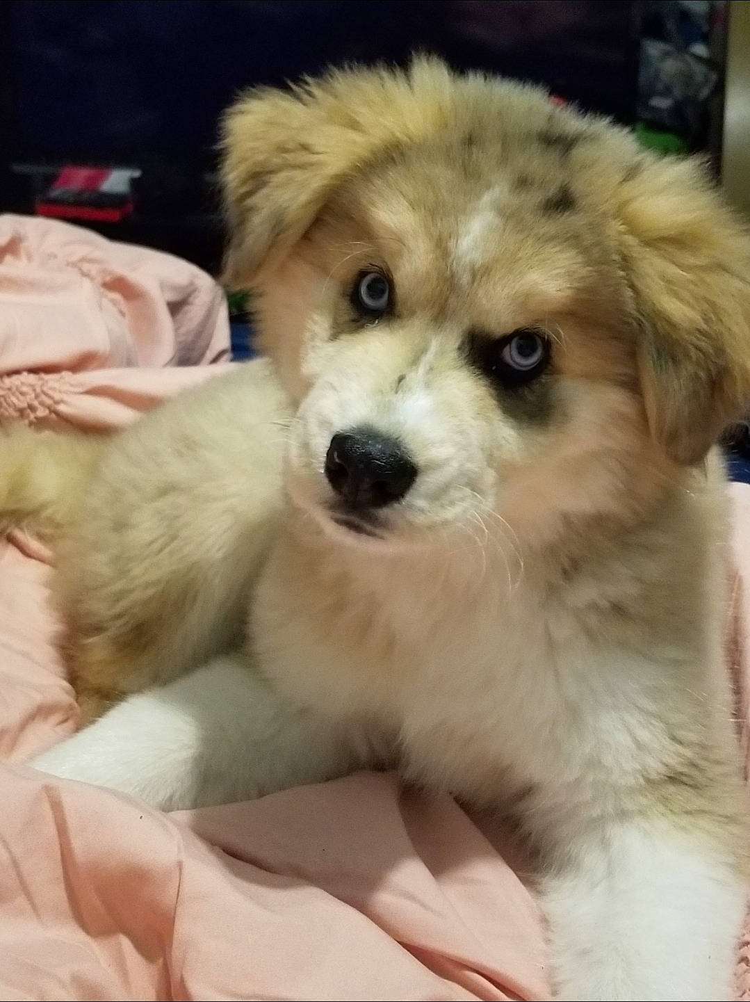 Riot is registered to the contest to win money with this photo: ancient_dog_breeds, carnivore, companion_dog, dog, dog_breed, ear, fawn, fur, non_sporting_group, paw, puppy_love, small_greek_domestic_dog, sporting_group, toy_dog, whiskers, working_animal, working_dog