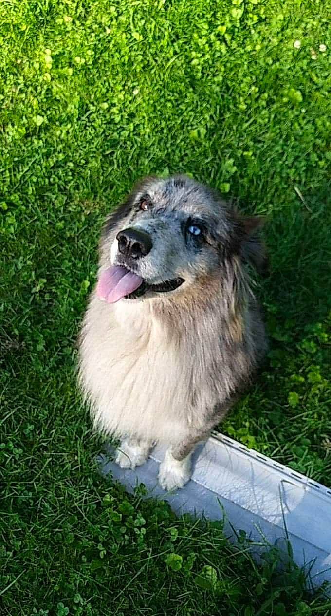 Chaos joined the competition — help win amazing prizes! ancient_dog_breeds, canidae, carnivore, companion_dog, dog, dog_breed, fawn, fur, grass, groundcover, leonberger, plant, sporting_group, terrestrial_animal, tree, whiskers, wildlife, working_animal, working_dog