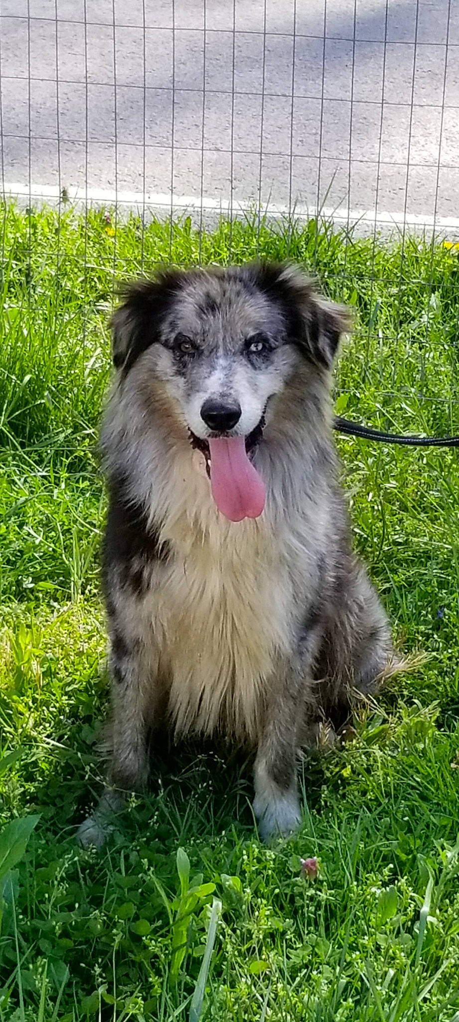 Chaos joined the competition — help win amazing prizes! ancient_dog_breeds, australian_collie, australian_shepherd, border_collie, canidae, carnivore, companion_dog, dog, dog_breed, fence, grass, herding_dog, miniature_australian_shepherd, plant, snout, sporting_group, terrestrial_animal, whiskers, working_animal, working_dog