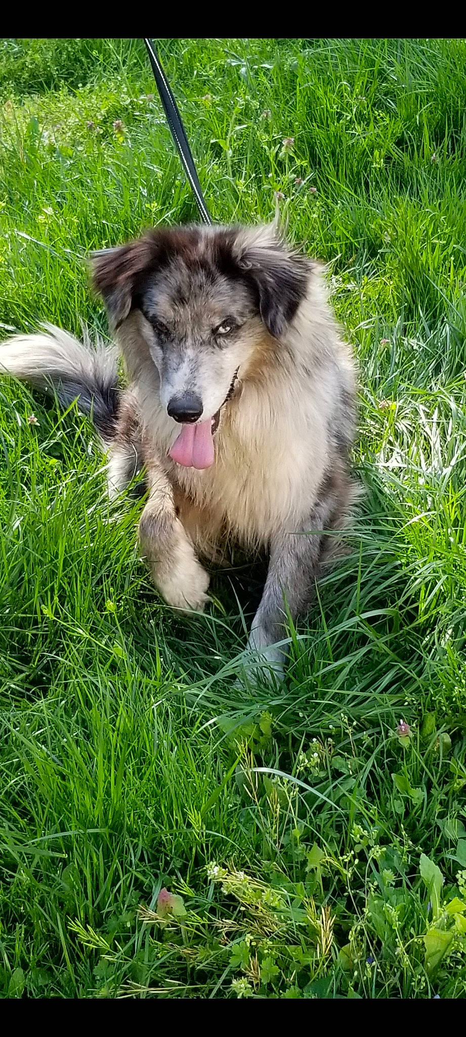 Chaos is registered to the contest to win money with this photo: canidae, carnivore, collie, companion_dog, dog, dog_breed, fang, fur, grass, grassland, herding_dog, plant, scotch_collie, sedge_family, snout, sporting_group, terrestrial_animal, whiskers, working_animal, working_dog