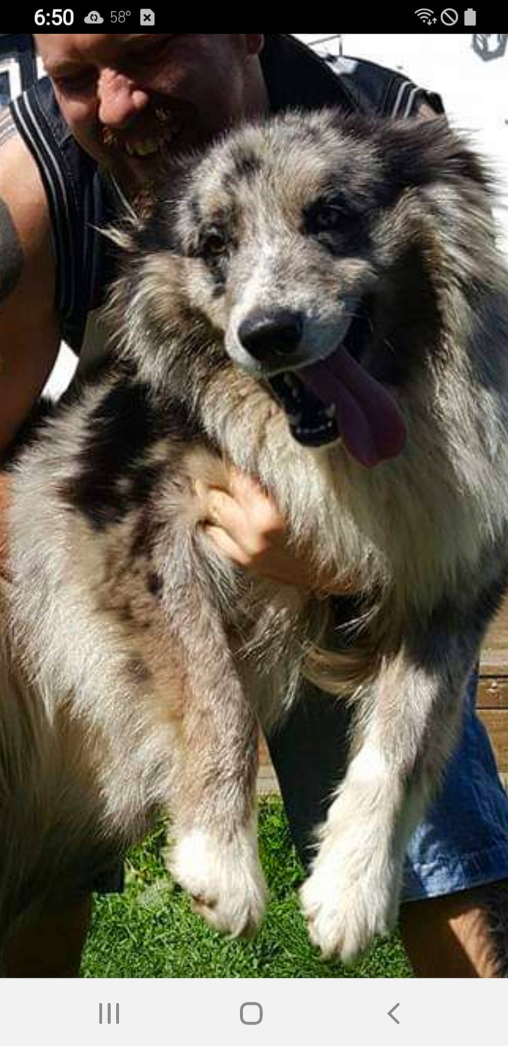 Chaos joined the competition — help win amazing prizes! ancient_dog_breeds, canidae, carnivore, claw, companion_dog, dog, dog_breed, fur, photography, snout, sporting_group, street_dog, terrestrial_animal, whiskers, wildlife, working_animal, working_dog