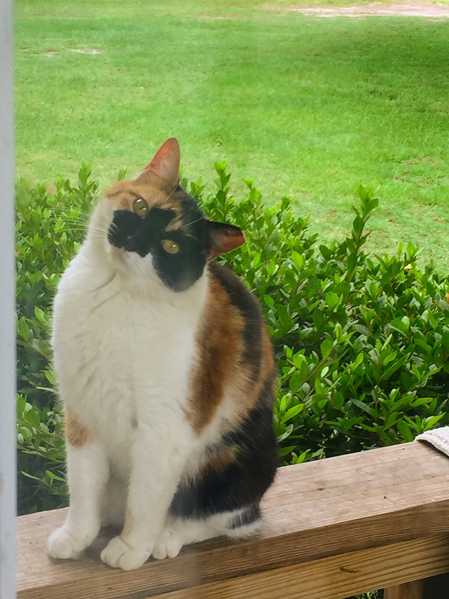 Fireball joined the competition — help win amazing prizes! carnivore, cat, domestic_short_haired_cat, eye, fawn, felidae, fur, grass, groundcover, plant, road_surface, shrub, sitting, small_to_medium_sized_cats, snout, tail, tree, whiskers, window, wood