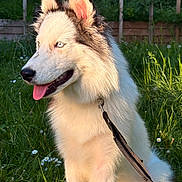 Athena participe au concours pour gagner de l'argent avec cette photo : dog, husky, blue_eyes, white_fur, gray_fur, sitting, grass, flowers, leash, sunlight, outdoor, happy, panting, nature, wooden_fence, greenery, pet, canine, animal, summer
