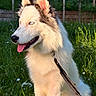 dog, husky, blue_eyes, white_fur, gray_fur, sitting, grass, flowers, leash, sunlight, outdoor, happy, panting, nature, wooden_fence, greenery, pet, canine, animal, summer