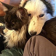 Aristo participe au concours pour gagner de l'argent avec cette photo : cat, dog, husky, black_cat, pet, indoor, couch, human_arm, hand, cozy, snuggle, fur, domestic_animal, companion, relaxing, close_up, living_room, animal_friendship, warm_light, home