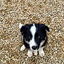 Arrow participe au concours pour gagner de l'argent avec cette photo : puppy, dog, black_and_white, sitting, pebbles, outdoor, cute, animal, pet, fur, small, looking_up, adorable, young, nature, eyes, face, mammal, ground, curious
