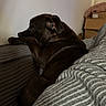 Aïko participe au concours pour gagner de l'argent avec cette photo : blanket, box, brown_dog, couch, cozy, dog, domestic_animal, ear, furniture, home, indoor, paw, pet, relaxed, resting, side_view, sleepy, snout, striped_blanket, wall