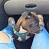 Aïko participe au concours pour gagner de l'argent avec cette photo : black_dog, car_interior, casual, daylight, dog, floor, footwear, harness, indoor, jeans, legs, looking_away, person, pet, puppy, ripped_jeans, seat, sitting, sneakers, white_patches