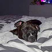 Aïko participe au concours pour gagner de l'argent avec cette photo : animal, bed, bedroom, black_dog, blanket, canine, cozy, cute, dog, domestic, furniture, indoor, pet, relaxation, resting, sleepy, soft_lighting, striped_blanket, tv_screen, white_markings