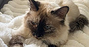 Pepsi a rejoint le concours — aidez-le/la à gagner de superbes lots ! animal, blanket, cat, comfort, couch, cozy, domestic_cat, ears, feline, fluffy_cat, fur, home, indoor, light, paws, pet, relaxed, resting, sofa, whiskers