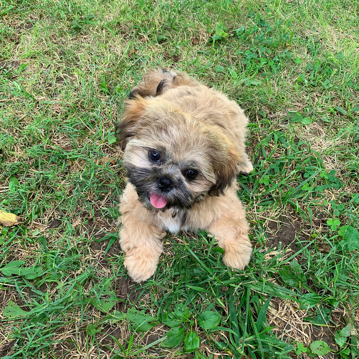 Autumn joined the competition — help win amazing prizes! affenpinscher, animal, ball, canine, dog, field, football, grass, grassland, green, lawn, nature, outdoors, pet, plant, poodle, puppy, soccer, terrier, whitedog